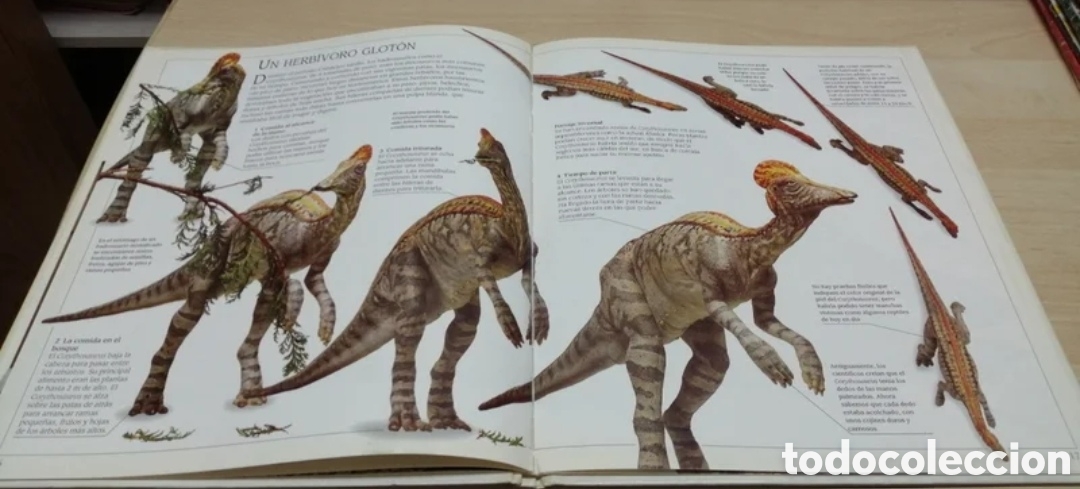 Libros de segunda mano: Corythosaurus Dinosaurio con cresta Plaza Joven 1993 - Foto 7