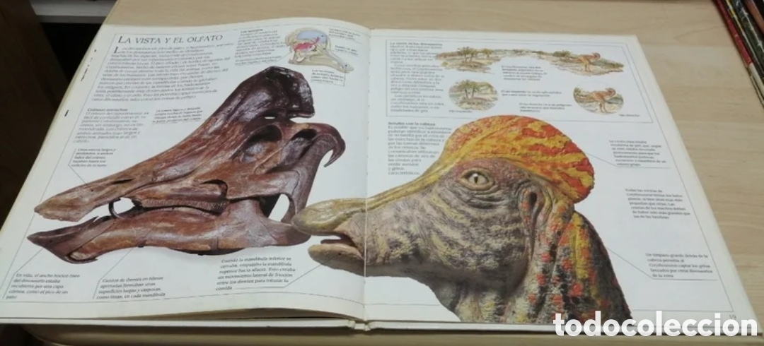 Libros de segunda mano: Corythosaurus Dinosaurio con cresta Plaza Joven 1993 - Foto 8