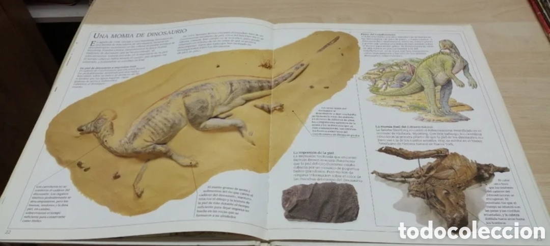 Libros de segunda mano: Corythosaurus Dinosaurio con cresta Plaza Joven 1993 - Foto 9