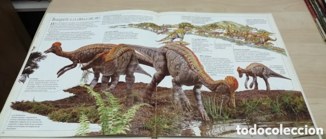 Libros de segunda mano: Corythosaurus Dinosaurio con cresta Plaza Joven 1993 - Foto 10