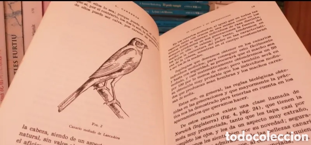 Libros de segunda mano: El canario y su reproducci&oacute;n - Foto 7