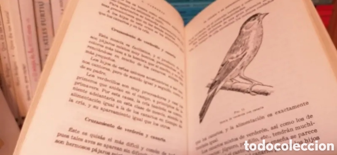 Libros de segunda mano: El canario y su reproducci&oacute;n - Foto 8