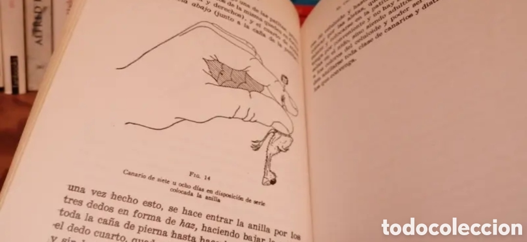 Libros de segunda mano: El canario y su reproducci&oacute;n - Foto 9