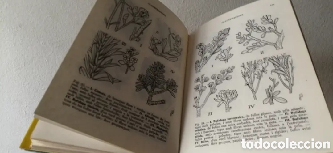 Libros de segunda mano: Gu&iacute;a per con&egrave;ixer els arbusts i les lianes - Foto 7