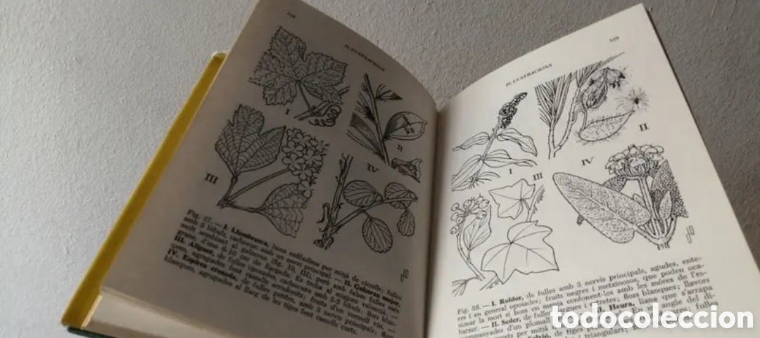 Libros de segunda mano: Gu&iacute;a per con&egrave;ixer els arbusts i les lianes - Foto 8