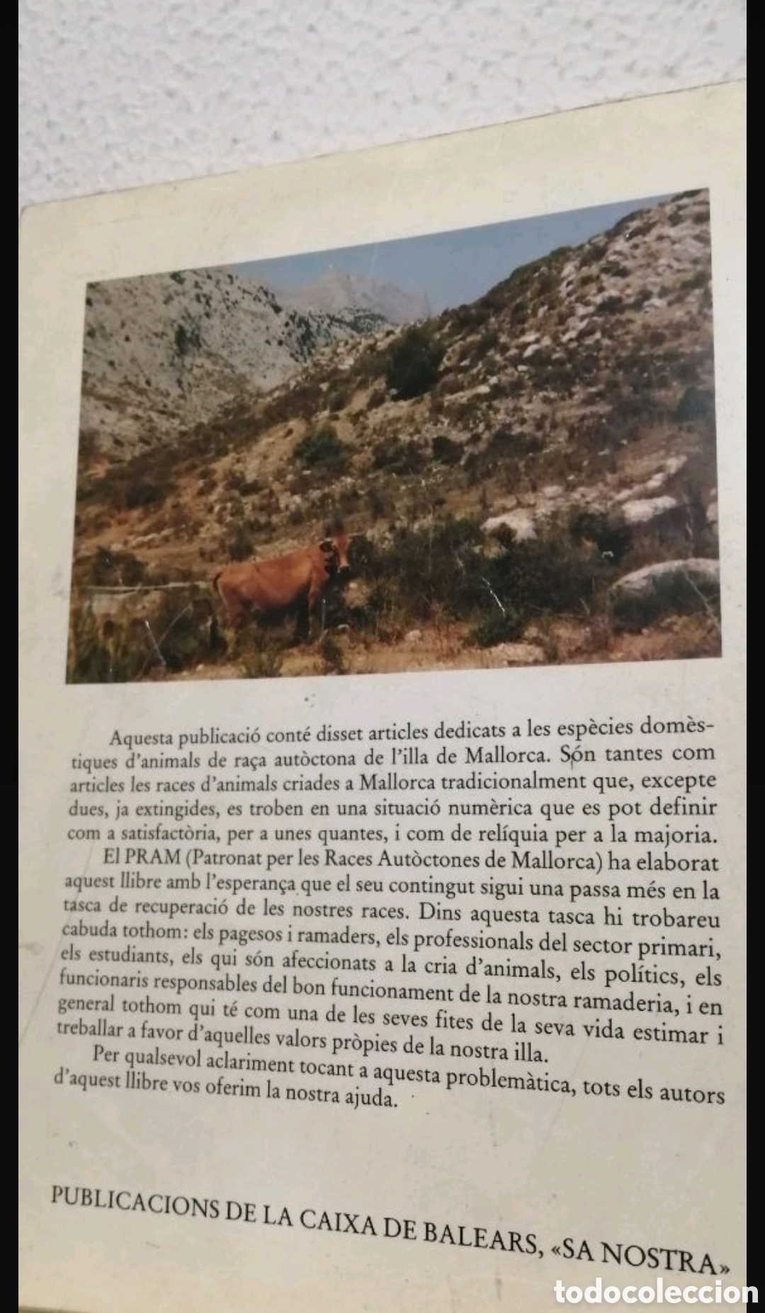 Libros de segunda mano: Els animals dom&egrave;stics de ra&ccedil;a aut&ograve;ctona de Mallorca - Foto 2