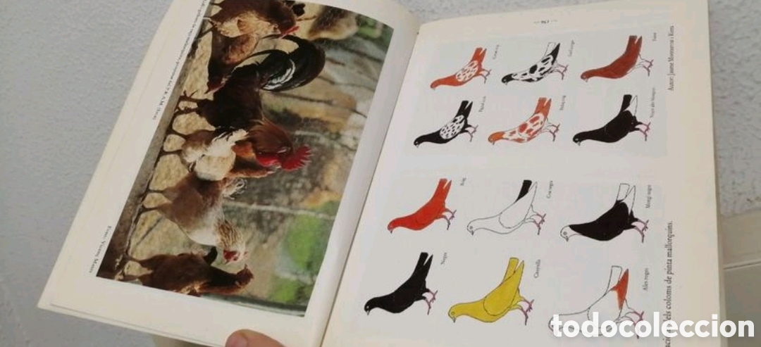 Libros de segunda mano: Els animals dom&egrave;stics de ra&ccedil;a aut&ograve;ctona de Mallorca - Foto 5