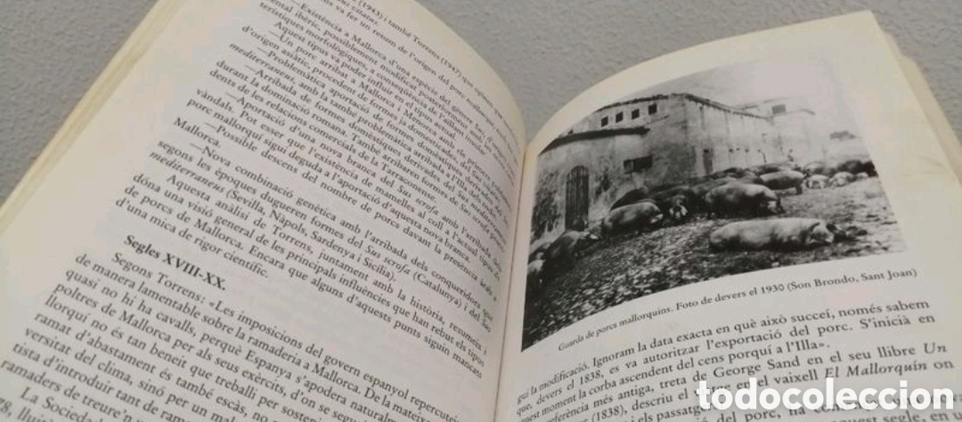 Libros de segunda mano: Els animals dom&egrave;stics de ra&ccedil;a aut&ograve;ctona de Mallorca - Foto 7