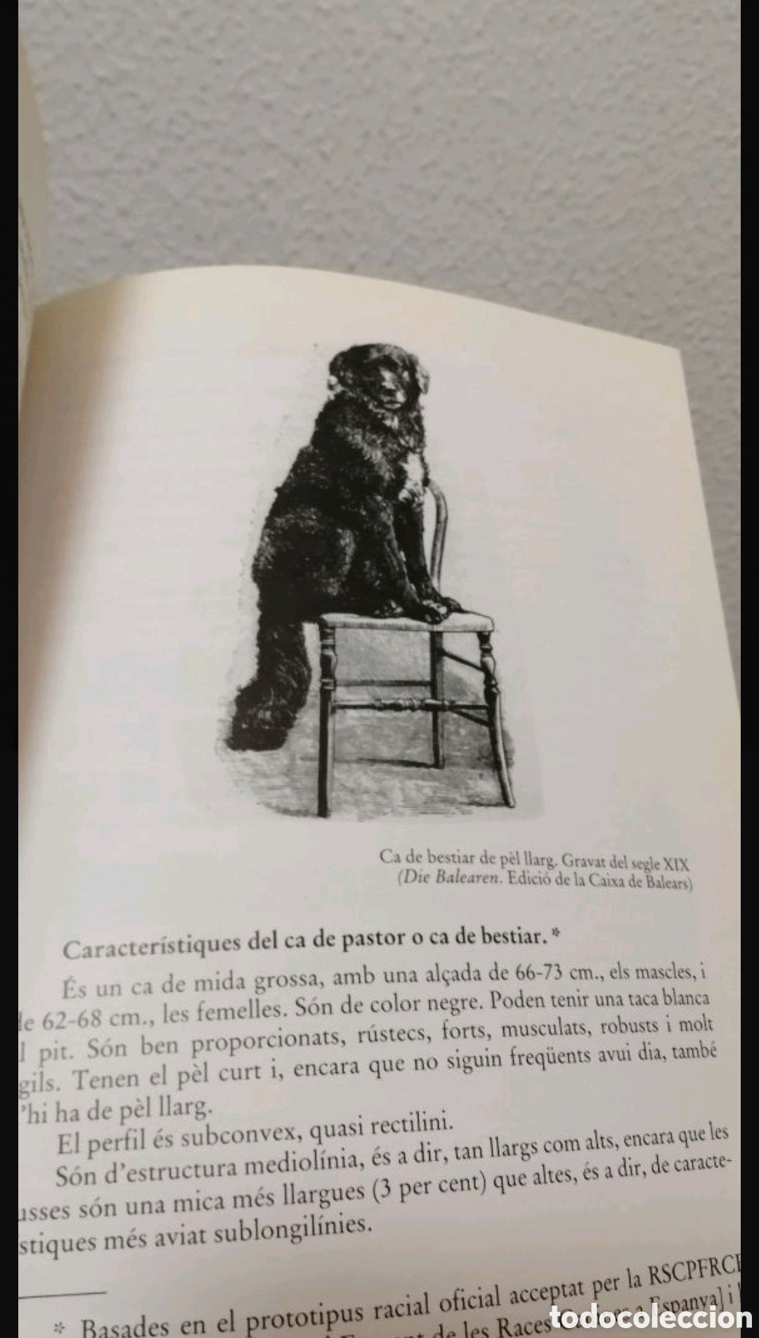 Libros de segunda mano: Els animals dom&egrave;stics de ra&ccedil;a aut&ograve;ctona de Mallorca - Foto 8