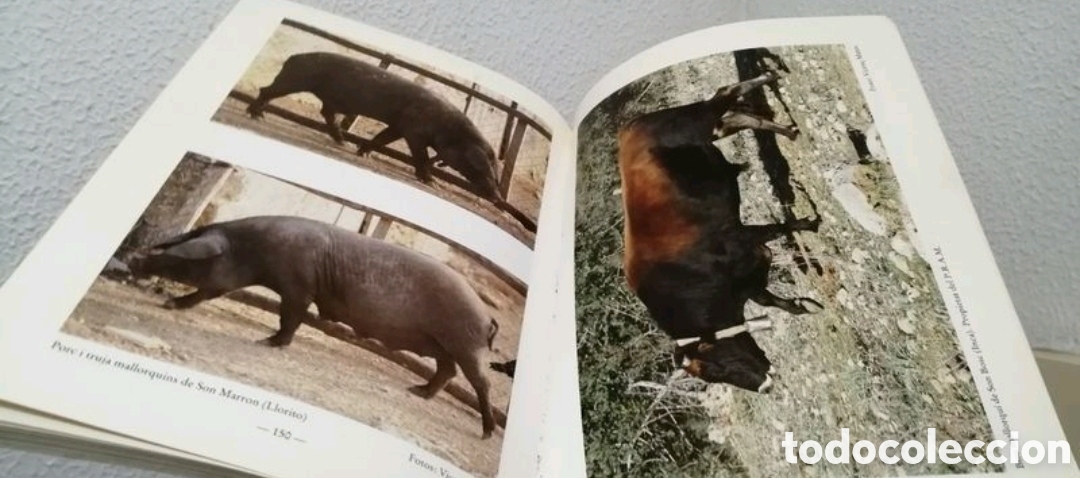 Libros de segunda mano: Els animals dom&egrave;stics de ra&ccedil;a aut&ograve;ctona de Mallorca - Foto 10