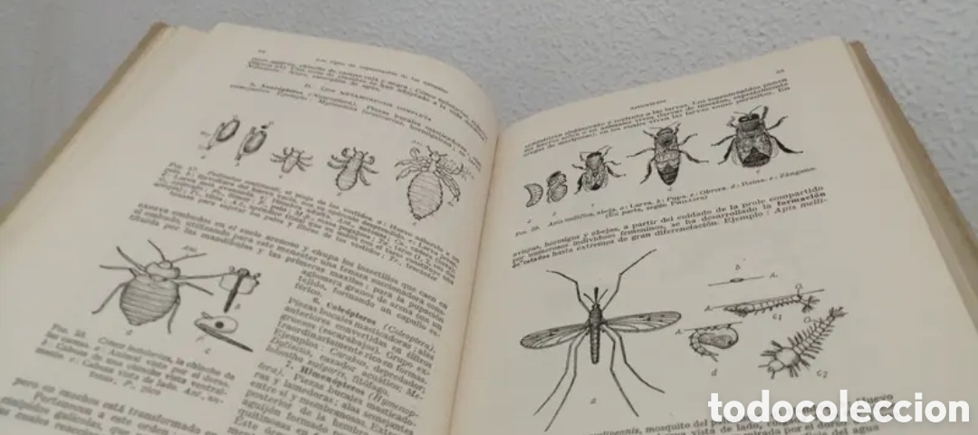 Libros de segunda mano: 1953 Zoolog&iacute;a general. Compendio - Foto 8
