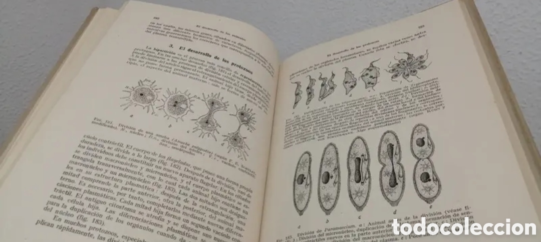 Libros de segunda mano: 1953 Zoolog&iacute;a general. Compendio - Foto 10