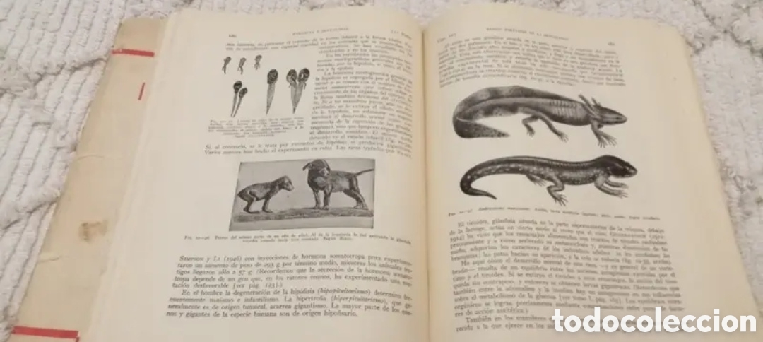 Libros de segunda mano: 1959 Biolog&iacute;a general 2 tomos - Foto 8