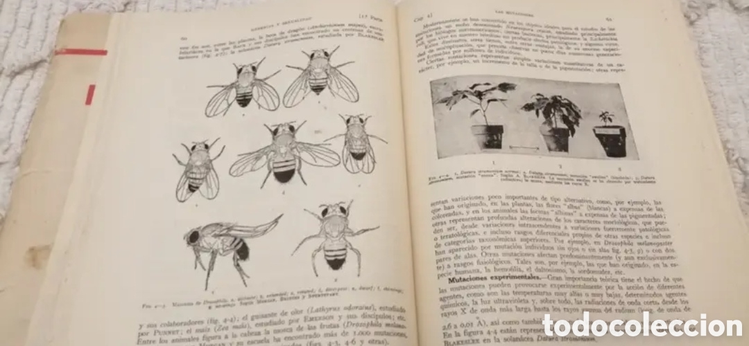 Libros de segunda mano: 1959 Biolog&iacute;a general 2 tomos - Foto 9