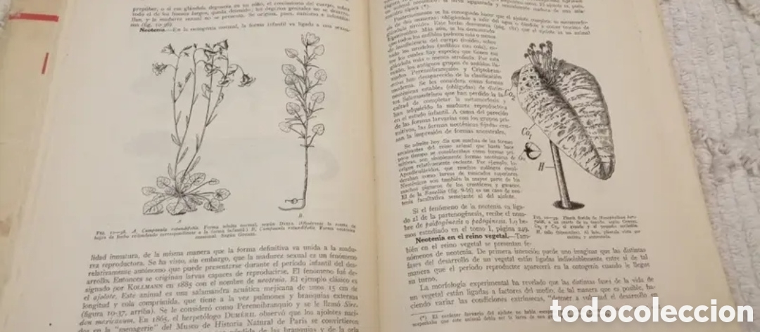 Libros de segunda mano: 1959 Biolog&iacute;a general 2 tomos - Foto 10
