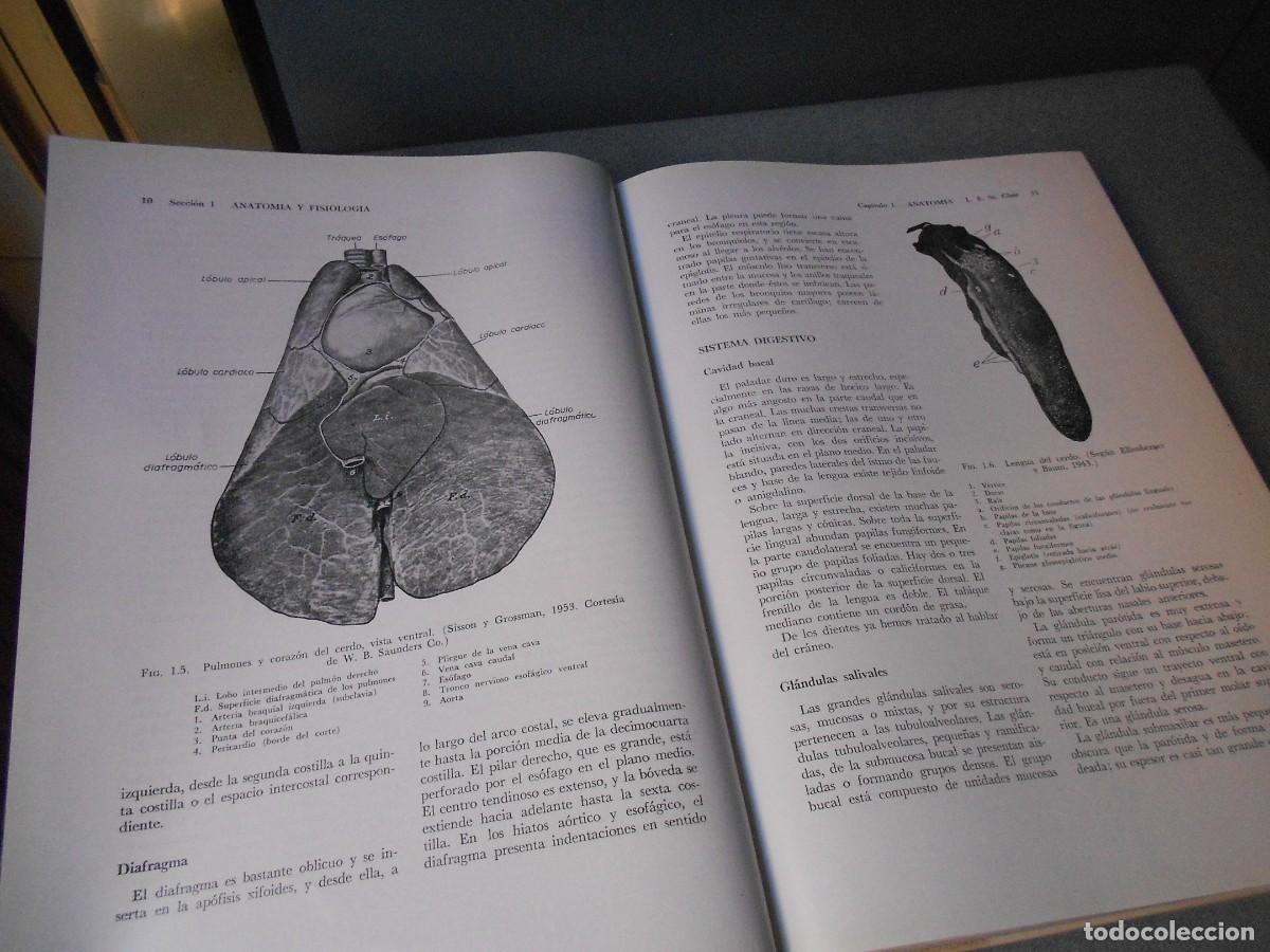 Libros de segunda mano: ENFERMEDADES DEL CERDO - Foto 3