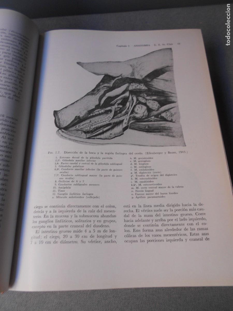 Libros de segunda mano: ENFERMEDADES DEL CERDO - Foto 4