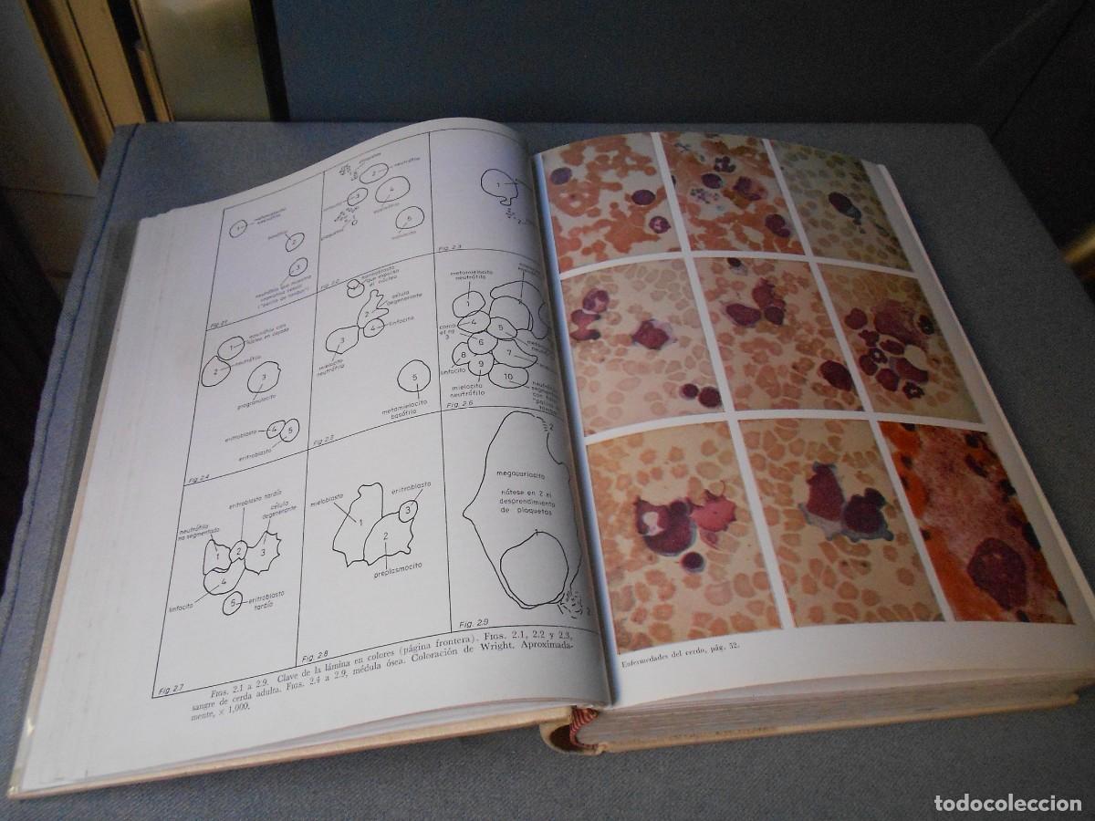 Libros de segunda mano: ENFERMEDADES DEL CERDO - Foto 5