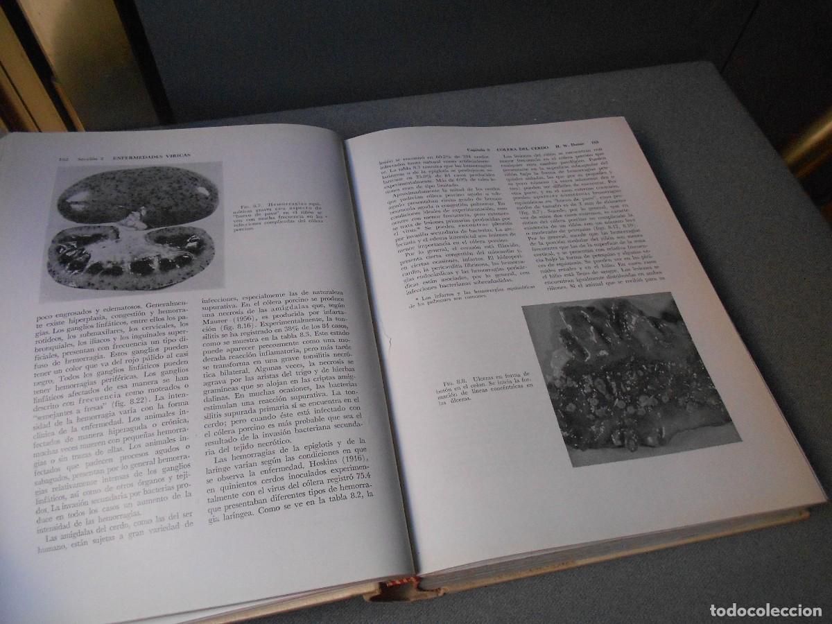Libros de segunda mano: ENFERMEDADES DEL CERDO - Foto 6