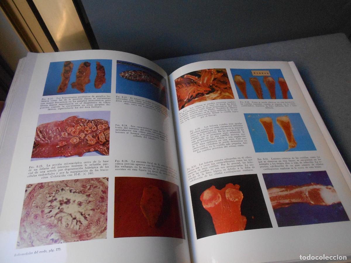 Libros de segunda mano: ENFERMEDADES DEL CERDO - Foto 9