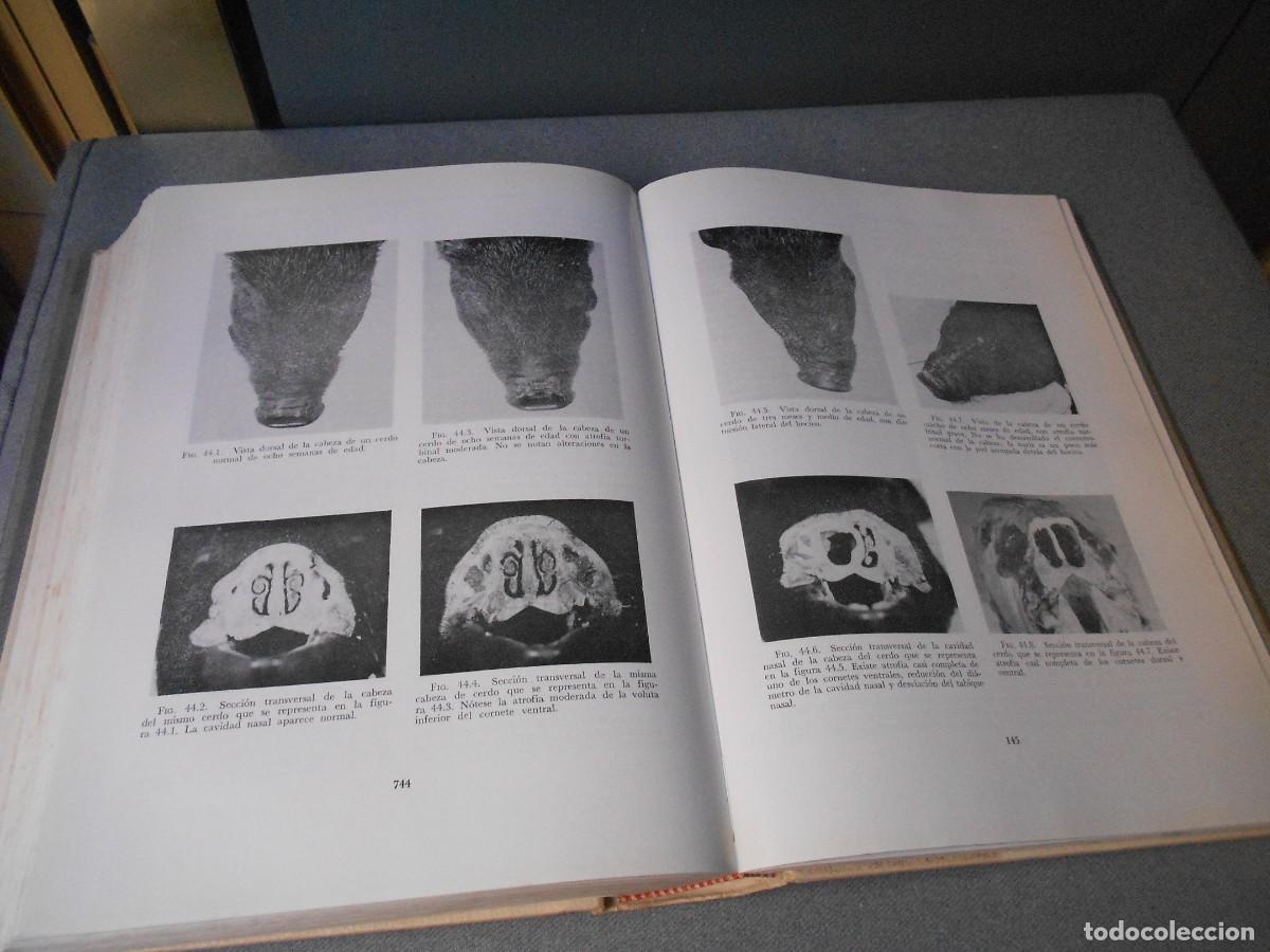 Libros de segunda mano: ENFERMEDADES DEL CERDO - Foto 10