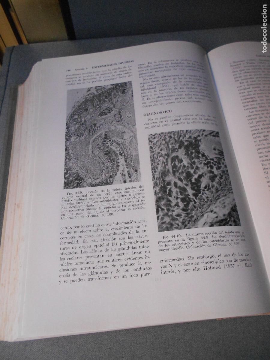 Libros de segunda mano: ENFERMEDADES DEL CERDO - Foto 11
