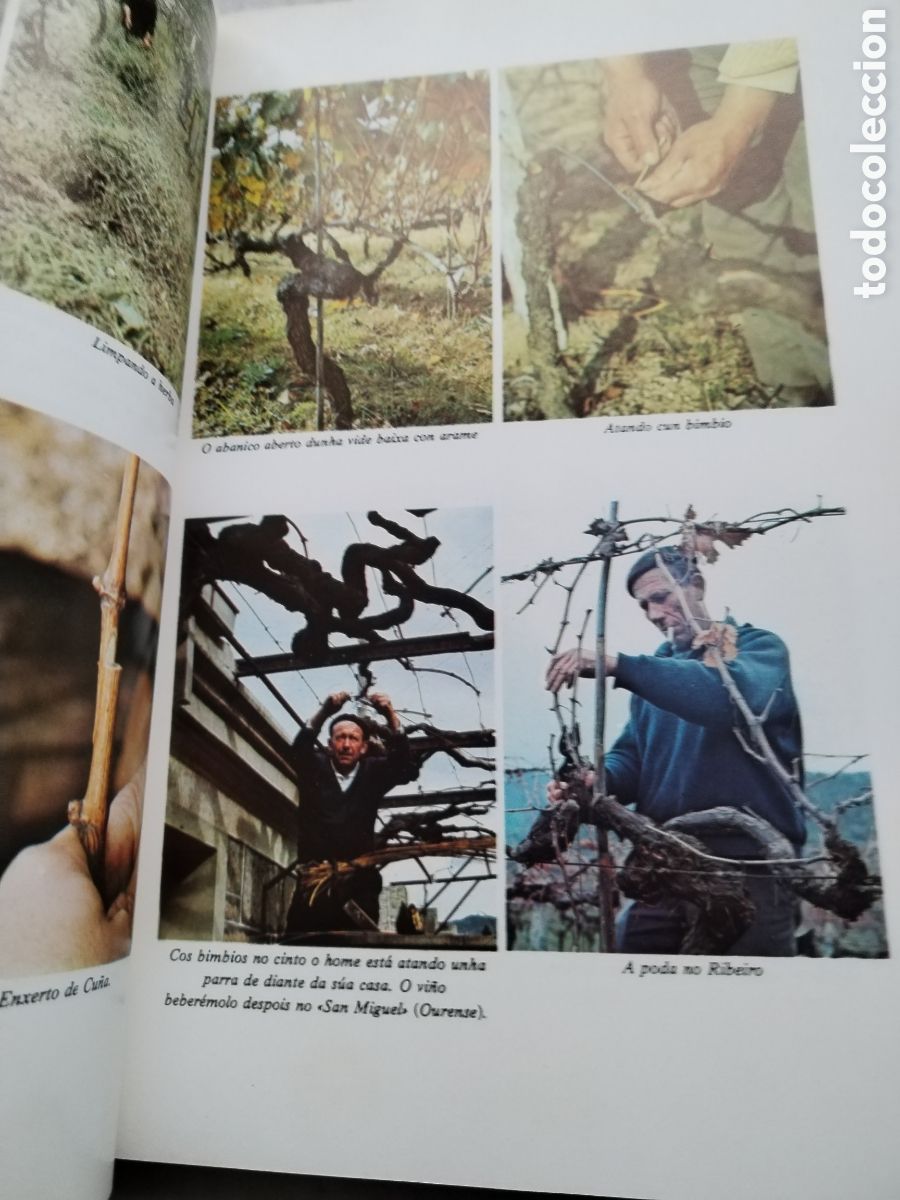 Libros de segunda mano: OS VI&Ntilde;OS DE GALICIA/XOSE POSADA - Foto 4