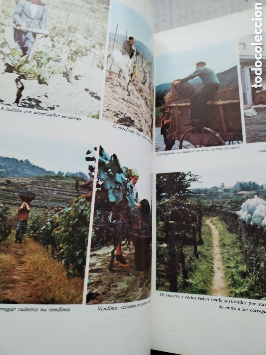 Libros de segunda mano: OS VI&Ntilde;OS DE GALICIA/XOSE POSADA - Foto 5