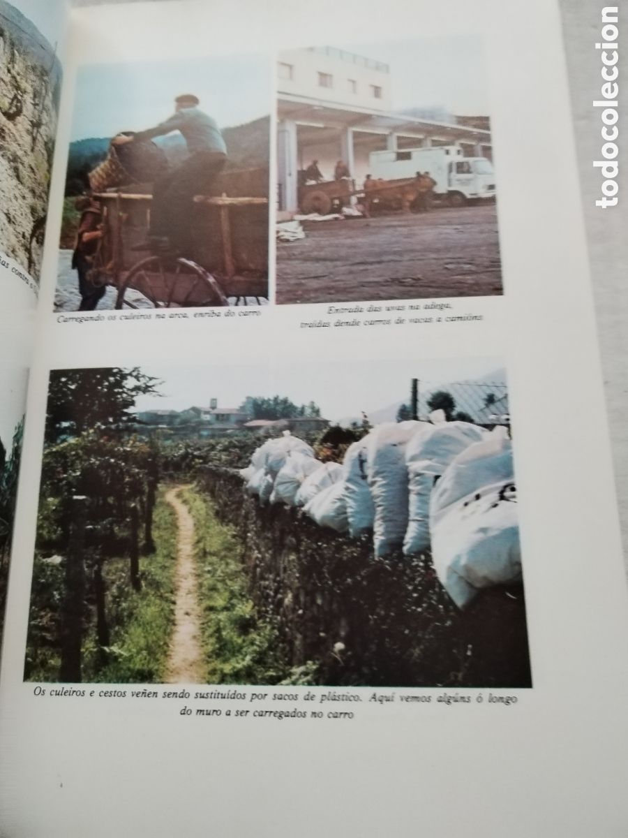 Libros de segunda mano: OS VI&Ntilde;OS DE GALICIA/XOSE POSADA - Foto 6