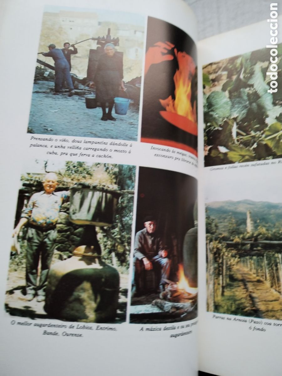 Libros de segunda mano: OS VI&Ntilde;OS DE GALICIA/XOSE POSADA - Foto 7