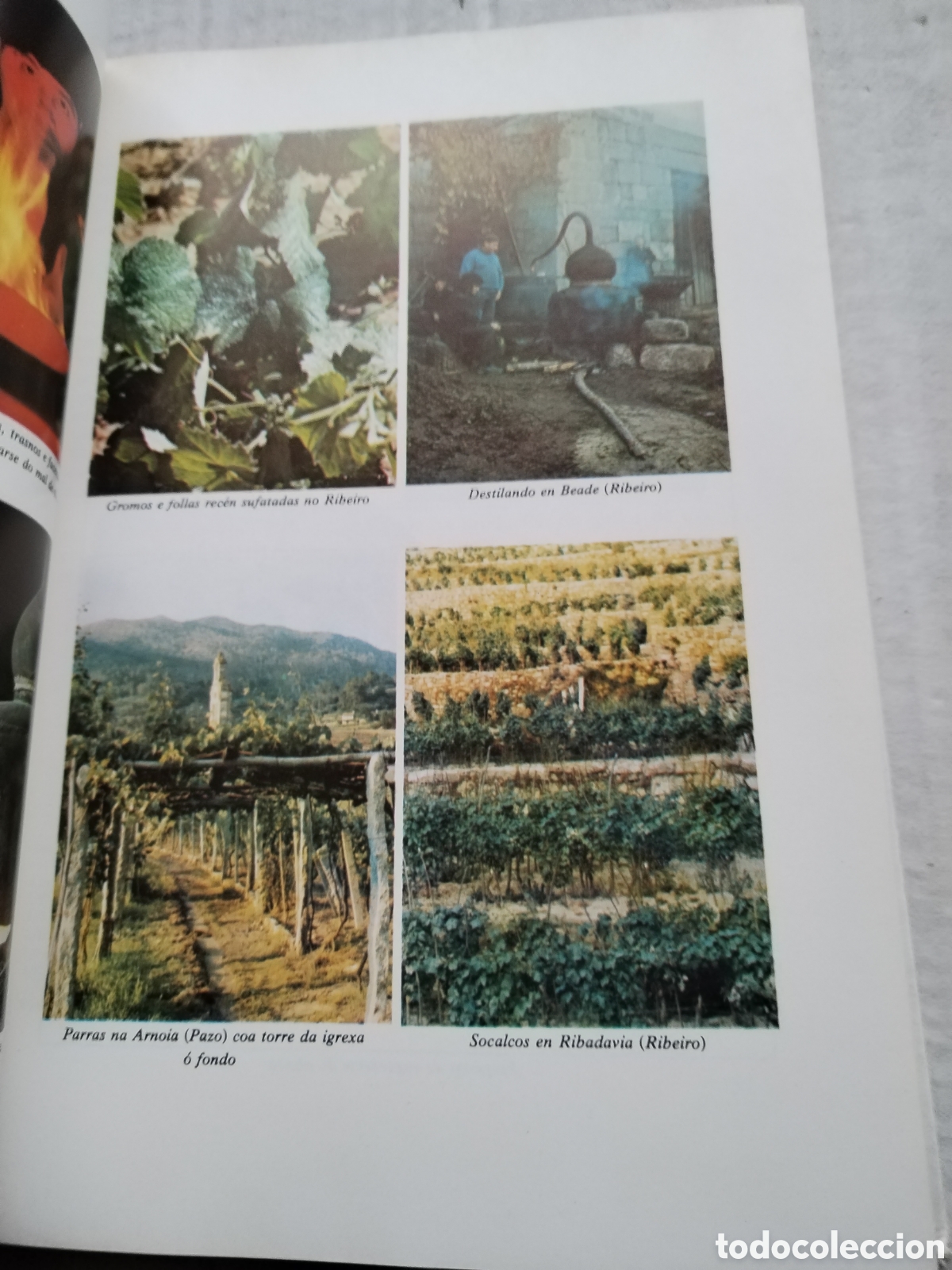 Libros de segunda mano: OS VI&Ntilde;OS DE GALICIA/XOSE POSADA - Foto 8