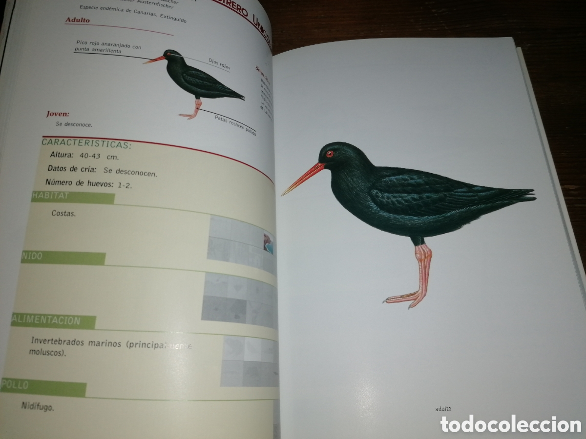 Libros de segunda mano: AVES DE CANARIAS NIDIFICANTES - Tony Sanchez - 2002 - Foto 3