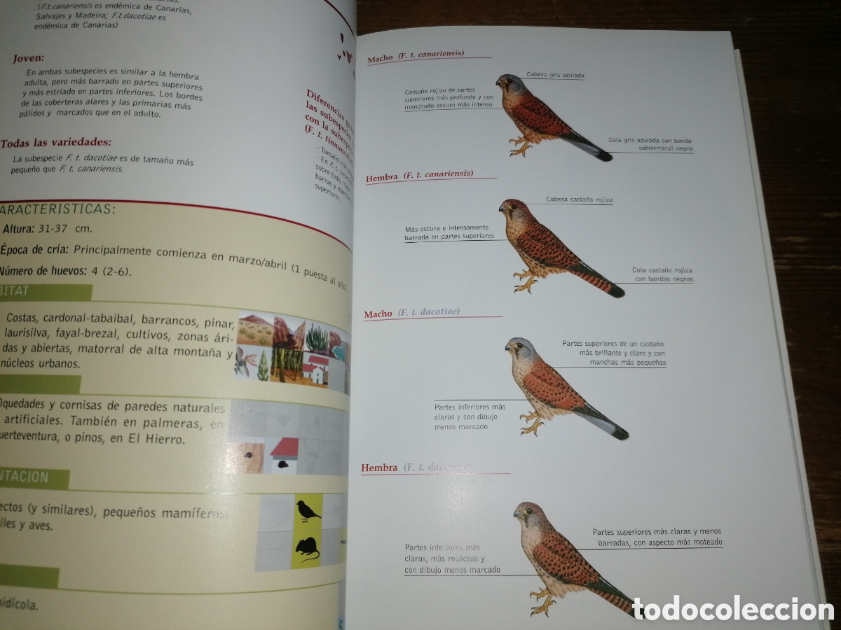 Libros de segunda mano: AVES DE CANARIAS NIDIFICANTES - Tony Sanchez - 2002 - Foto 4