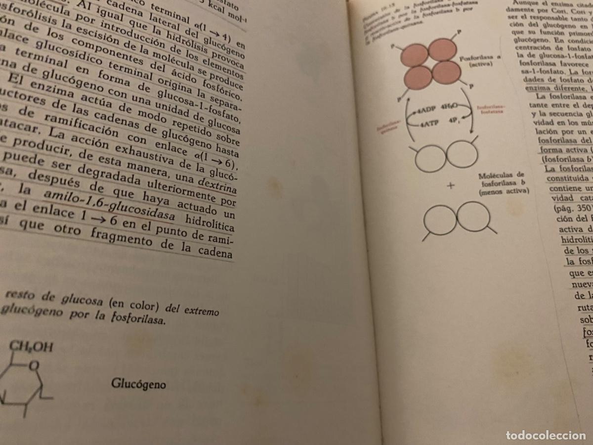 Libros de segunda mano de ciencias: BIOQU&Iacute;MICA - LEHNINGER - LAS BASES MOLECULARES DE LA ESTRUCTURA Y FUNCI&Oacute;N CELULAR - OMEGA - Foto 7