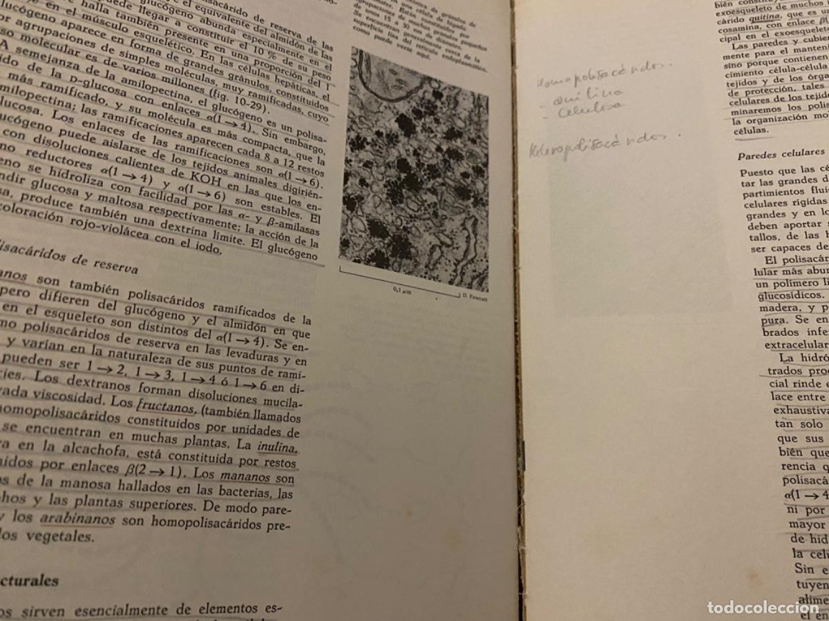 Libros de segunda mano de ciencias: BIOQU&Iacute;MICA - LEHNINGER - LAS BASES MOLECULARES DE LA ESTRUCTURA Y FUNCI&Oacute;N CELULAR - OMEGA - Foto 8