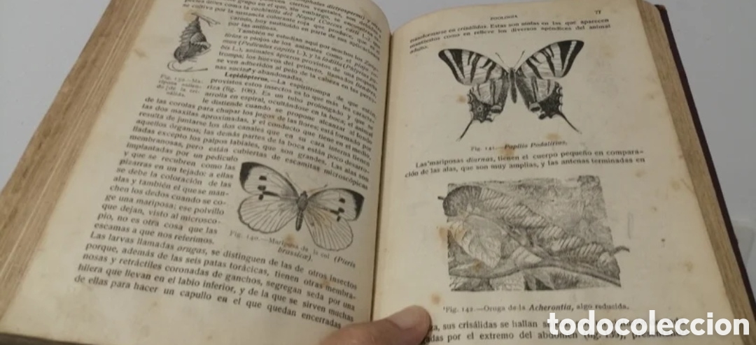Libros de segunda mano: 1925 Compendio de Historia de Natural. Manuel Cazurro - Foto 9