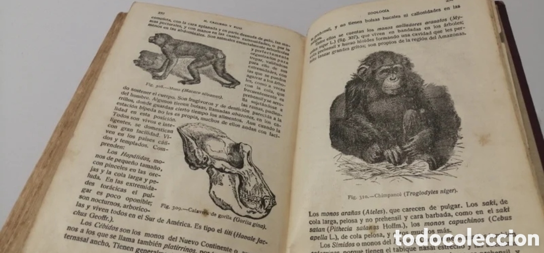 Libros de segunda mano: 1925 Compendio de Historia de Natural. Manuel Cazurro - Foto 10