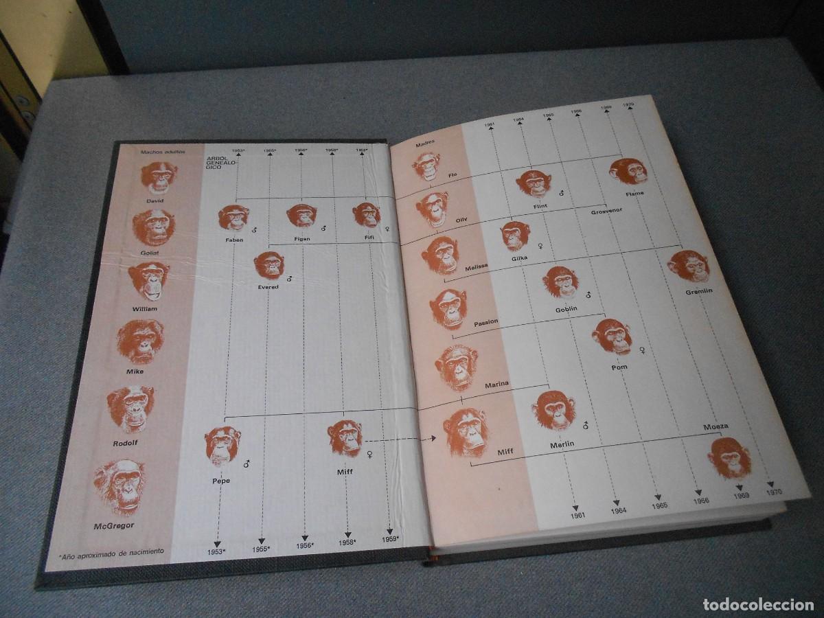 Libros de segunda mano: MIS AMIGOS LOS CHIMPANCES - Foto 2