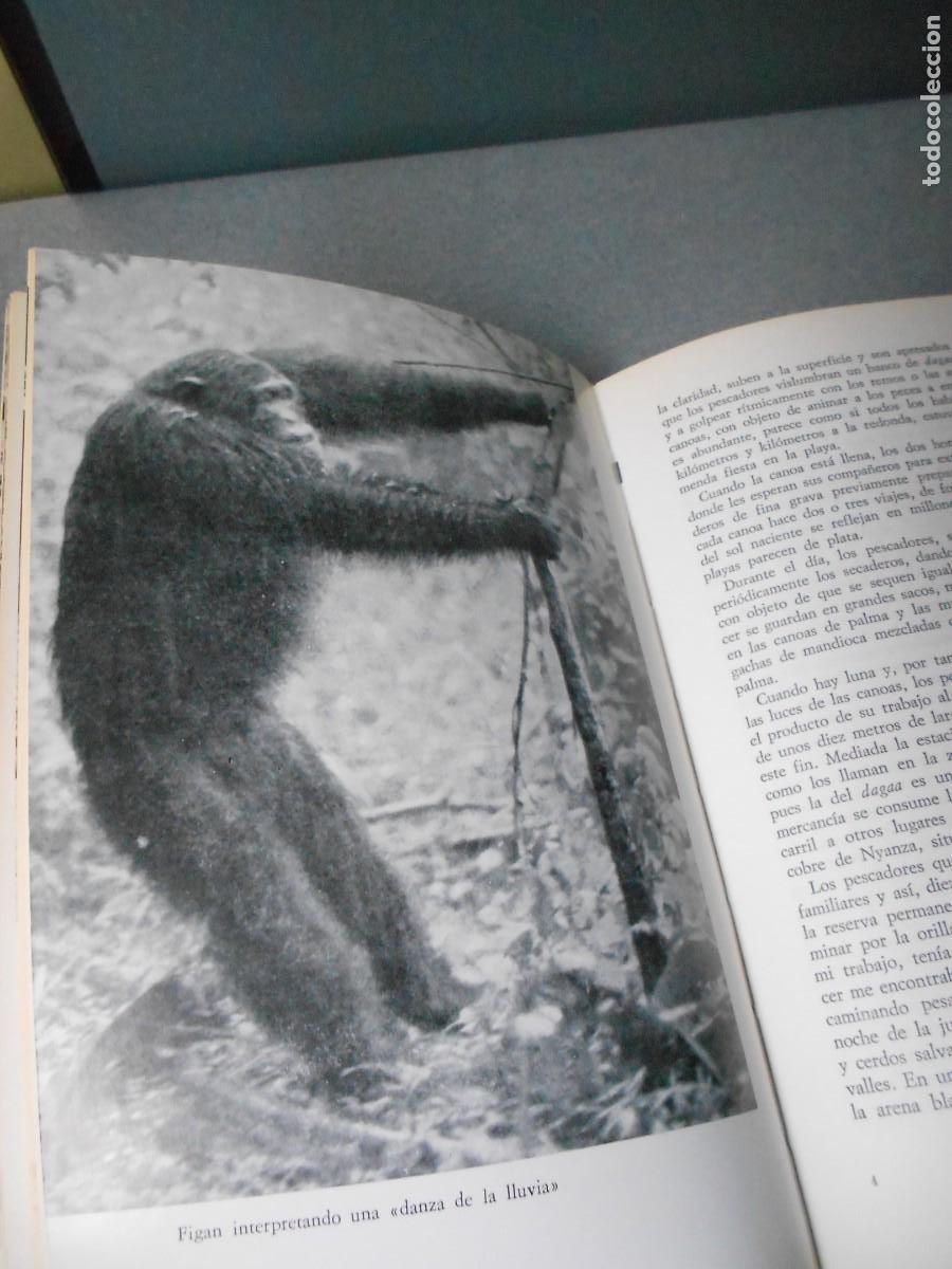 Libros de segunda mano: MIS AMIGOS LOS CHIMPANCES - Foto 5