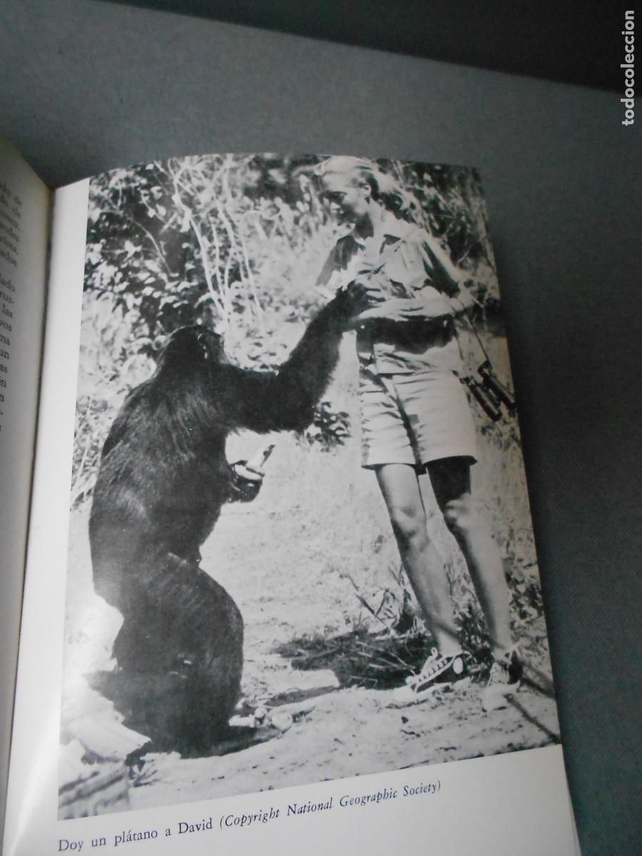 Libros de segunda mano: MIS AMIGOS LOS CHIMPANCES - Foto 6