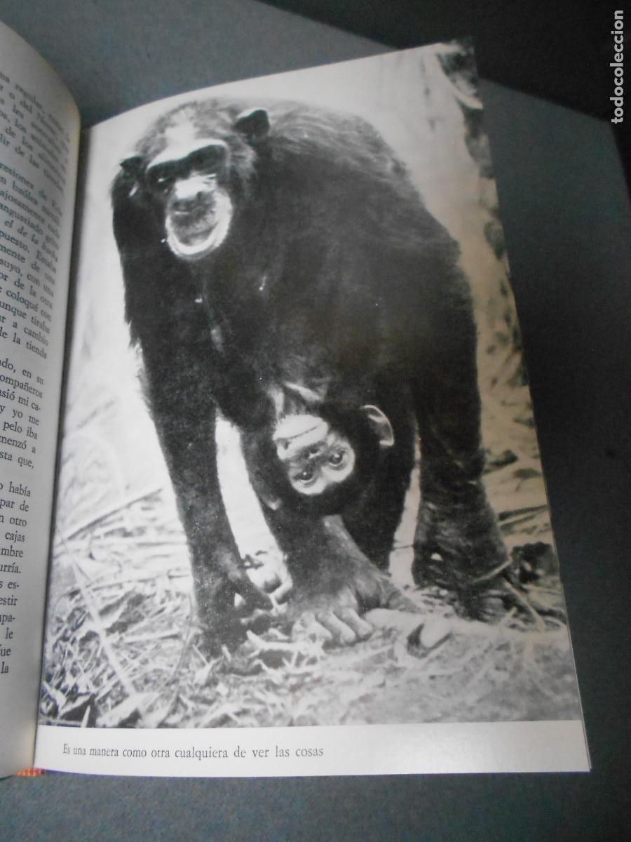 Libros de segunda mano: MIS AMIGOS LOS CHIMPANCES - Foto 10