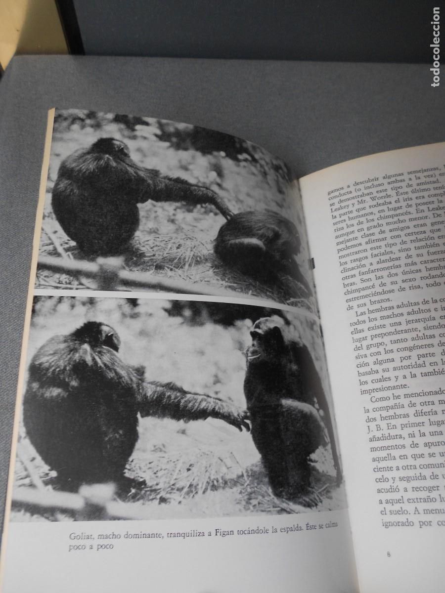 Libros de segunda mano: MIS AMIGOS LOS CHIMPANCES - Foto 11