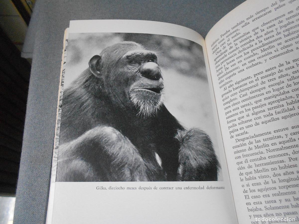 Libros de segunda mano: MIS AMIGOS LOS CHIMPANCES - Foto 12