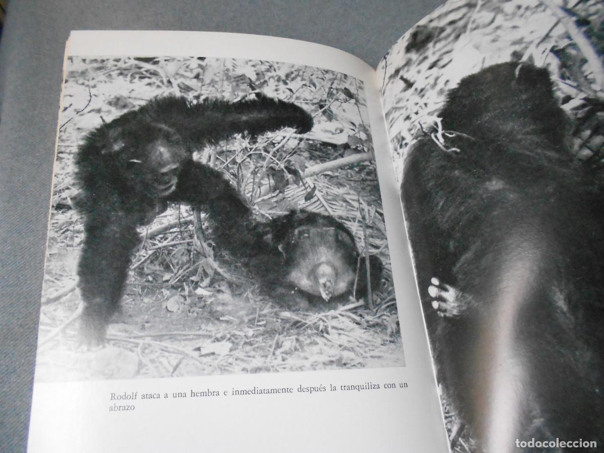 Libros de segunda mano: MIS AMIGOS LOS CHIMPANCES - Foto 13