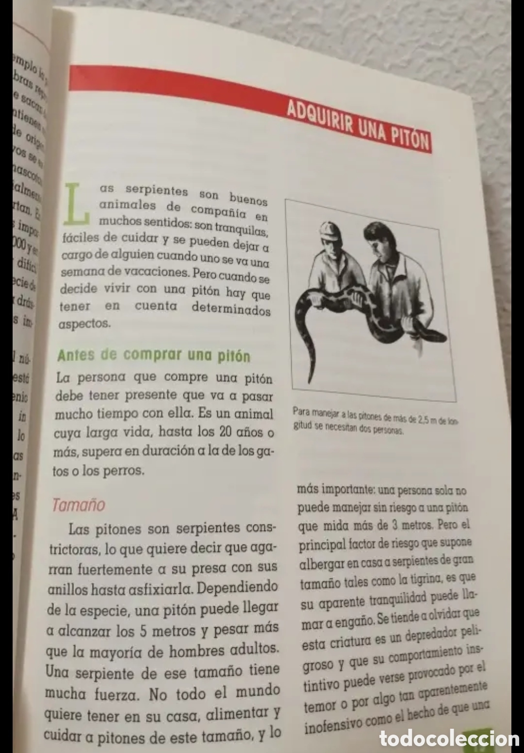 Libros de segunda mano: El nuevo libro de los Pitones Manual. Tikal ediciones 1997 - Foto 8