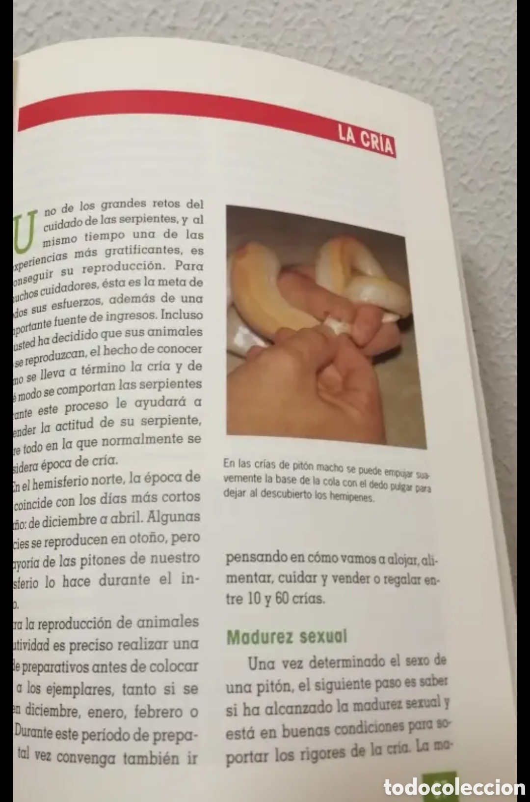 Libros de segunda mano: El nuevo libro de los Pitones Manual. Tikal ediciones 1997 - Foto 10