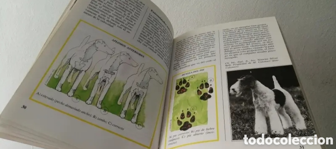 Libros de segunda mano: El Fox Terrier. Alberto Marangoni. Editorial De Vecchi - Foto 6