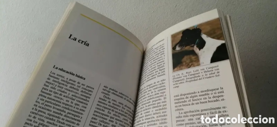 Libros de segunda mano: El Fox Terrier. Alberto Marangoni. Editorial De Vecchi - Foto 7