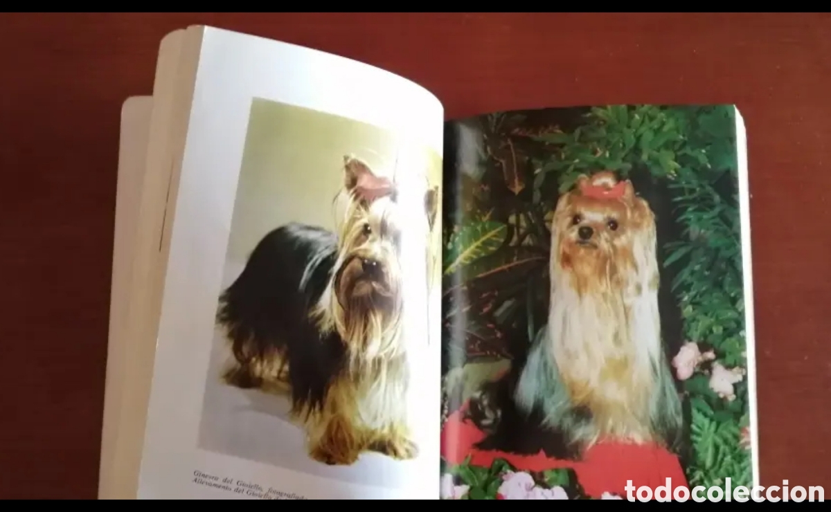 Libros de segunda mano: El Yorkshire Terrier. Giuliana Azzimonti. Manual libro - Foto 7