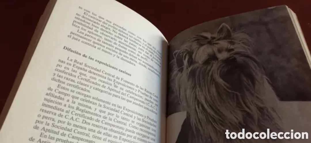 Libros de segunda mano: El Yorkshire Terrier. Giuliana Azzimonti. Manual libro - Foto 8